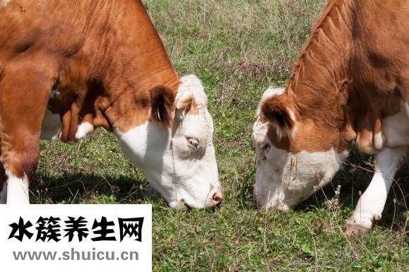 五加皮的功效與作用