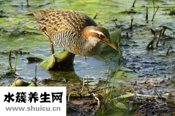 尿分叉是什么原因