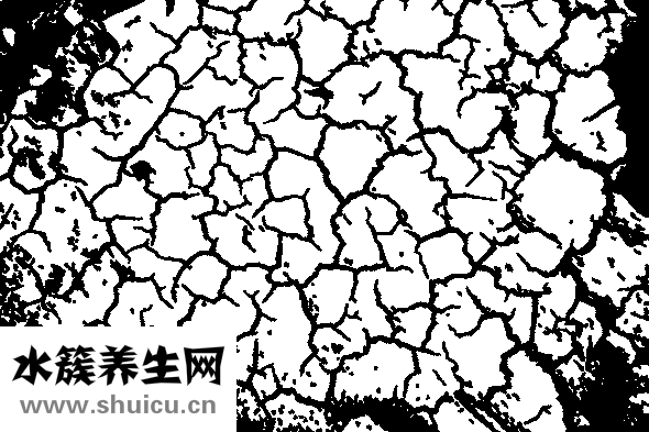 薏苡仁的功效與作用