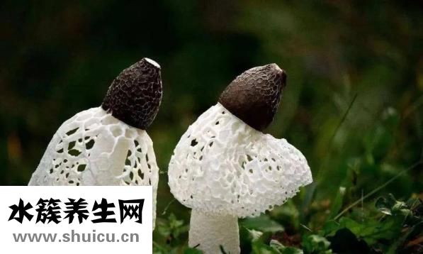 竹蓀的功效與作用