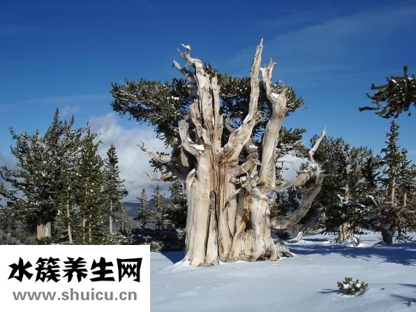 牛筋草的功效與作用