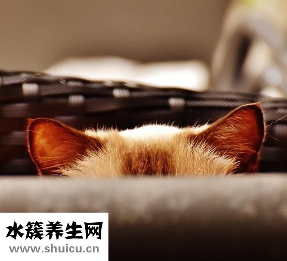 馬鈴薯是土豆嗎