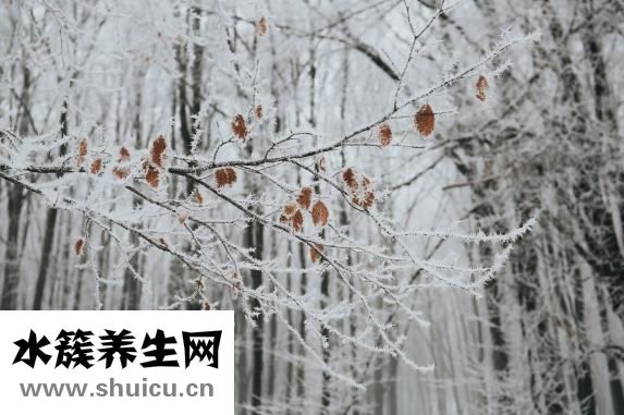 蒸米飯水和米的比例