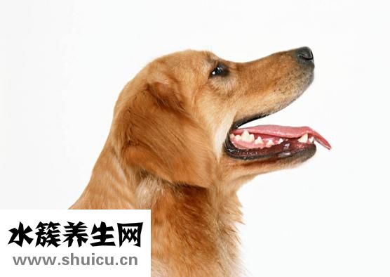 狂犬疫苗打幾針