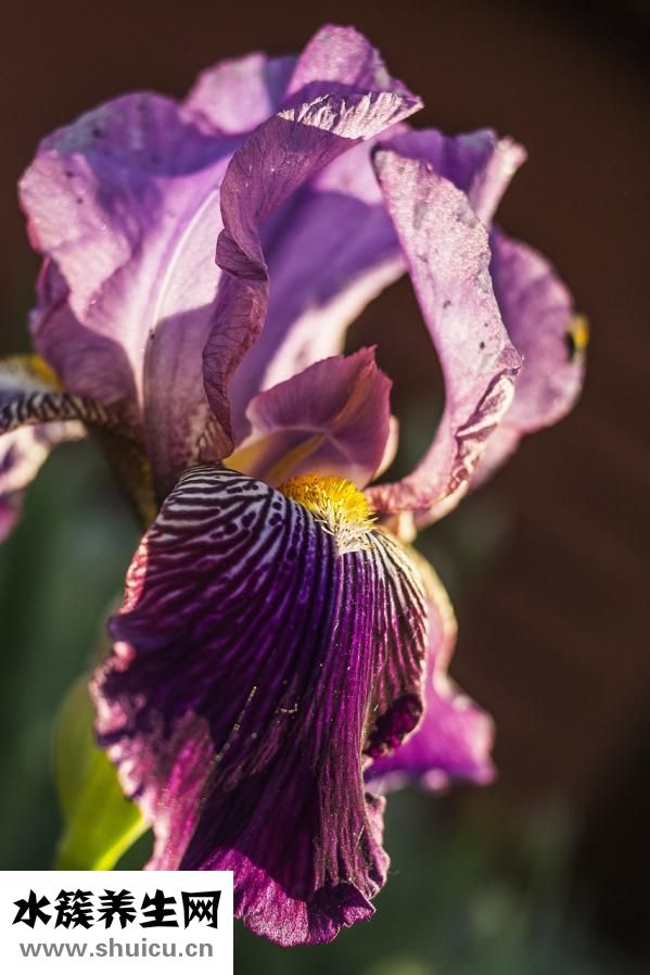 牛筋草的功效與作用