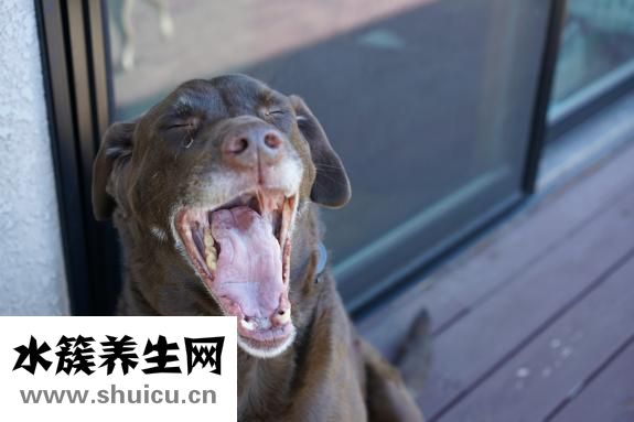 乳香的功效與作用