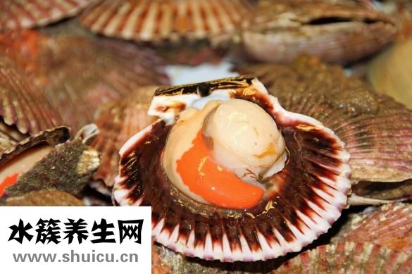 扇貝的家常做法