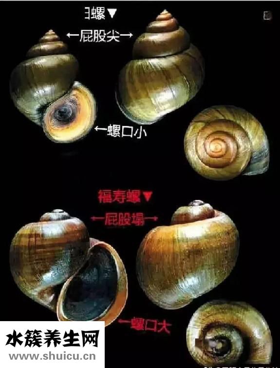 福壽螺和田螺的區別