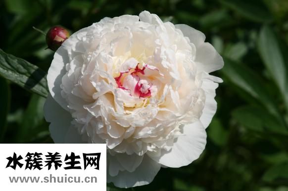 芍藥的功效與作用