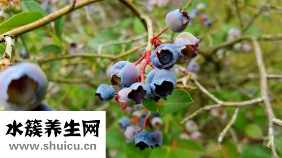 肛門出血是什么原因