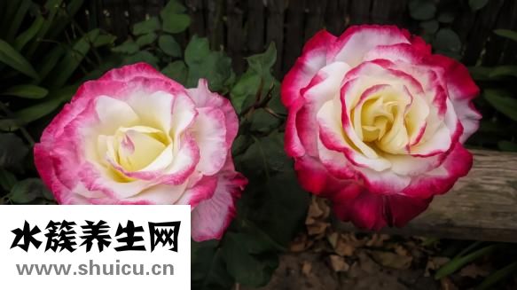 玫瑰花的功效與作用