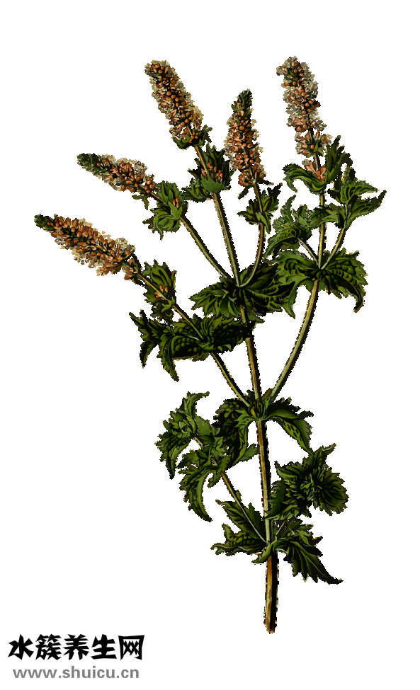 芍藥的功效與作用