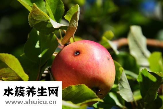 十大減肥水果排行榜