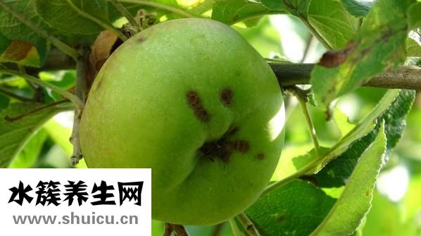 孕婦能吃黑米粥嗎