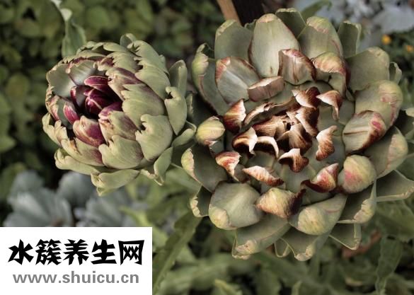 山藥紅棗小米粥