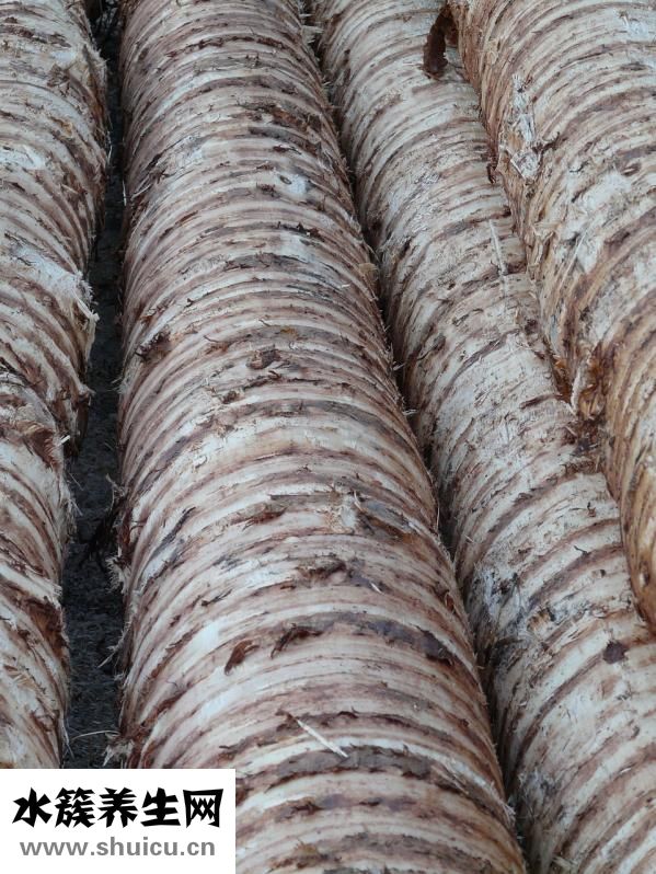 孕婦能吃茴香不