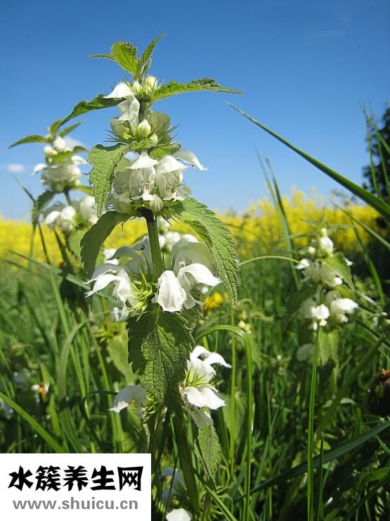 小油菜的功效與作用