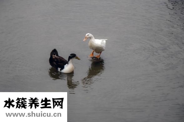 北京烤鴨的做法