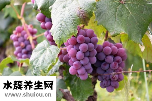 孕婦能吃葡萄嗎
