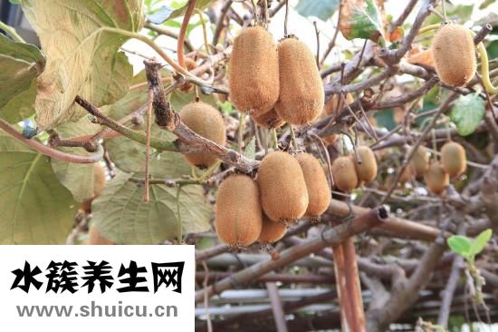 什么水果不含糖