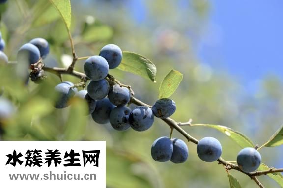 傷口愈合吃什么