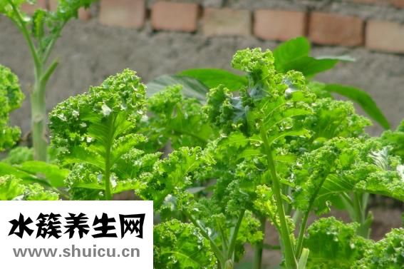 孕婦能吃茴香不