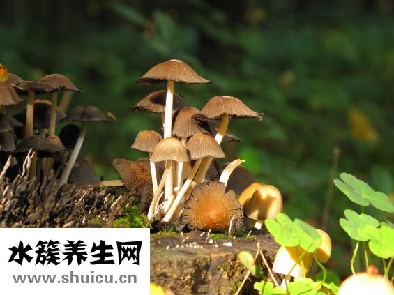 拉稀是什么原因