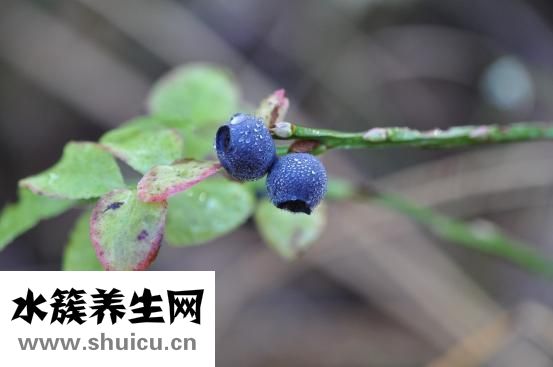 什么水果不含糖