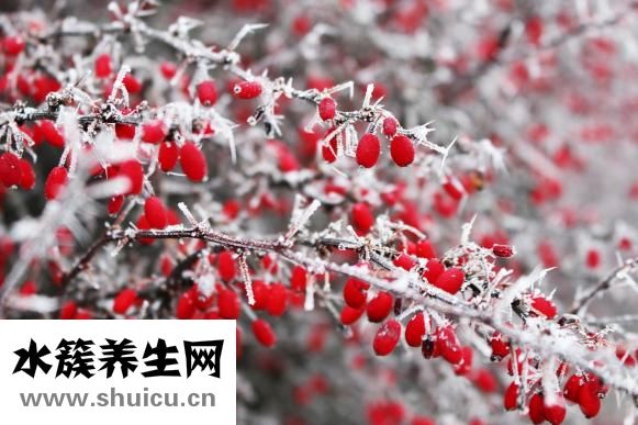 山楂是酸性還是堿性