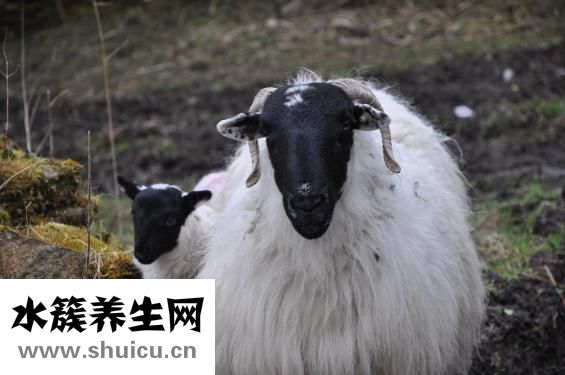 孕婦能吃羊肉嗎