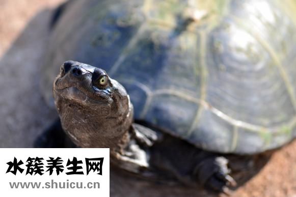 團魚怎么做才好吃