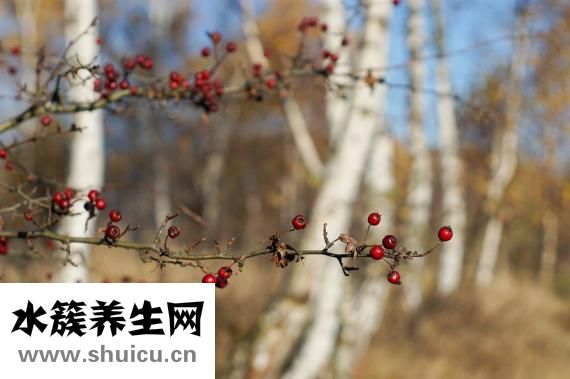 山楂是酸性還是堿性