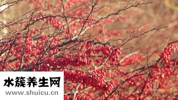 山楂是酸性還是堿性