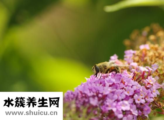 前庭神經(jīng)炎