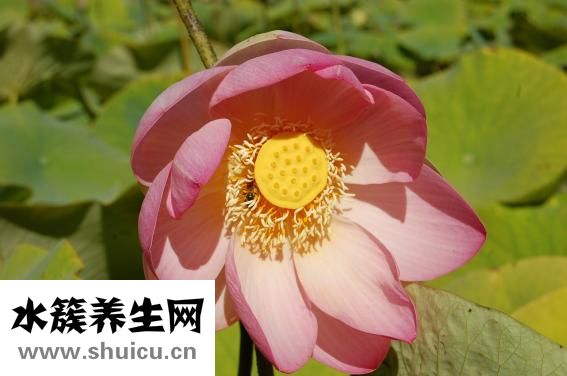 嗓子有痰咳不出