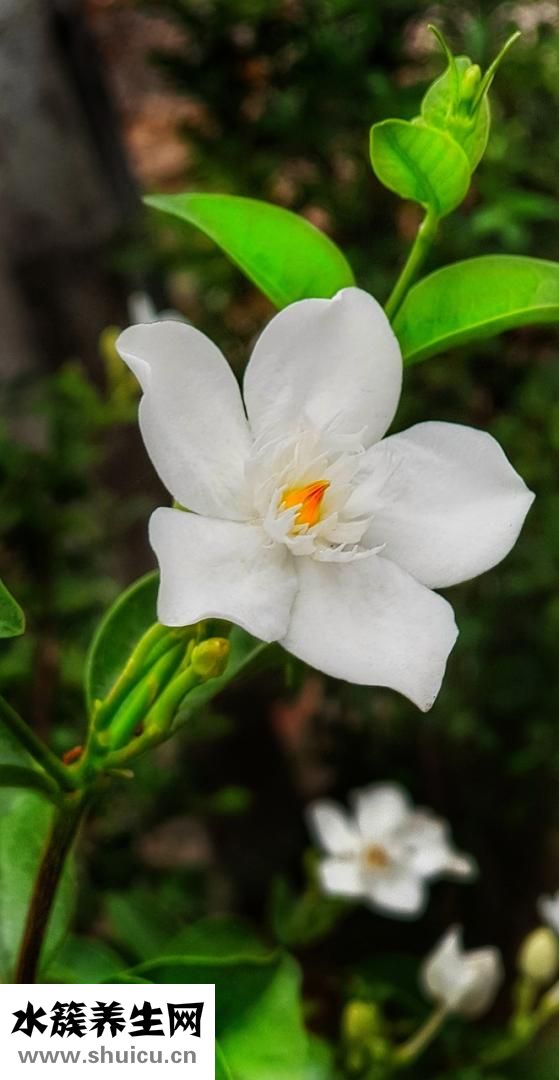 山梔子的功效與作用