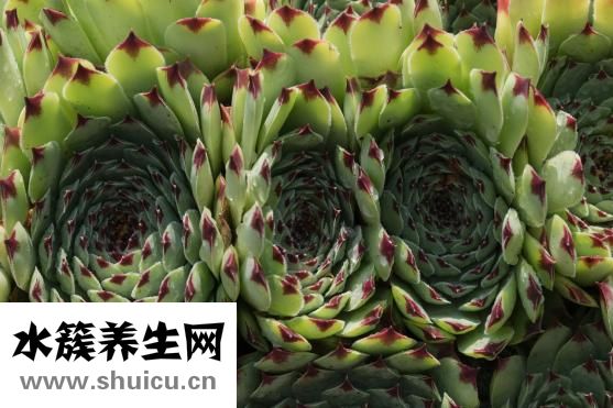 體脂計(jì)算器