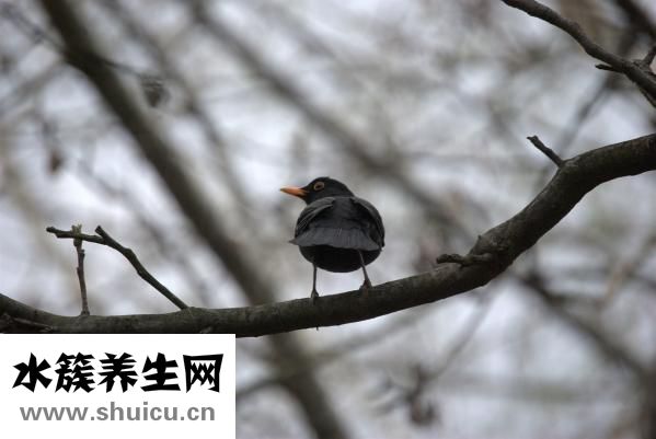 新生兒鵝口瘡圖片