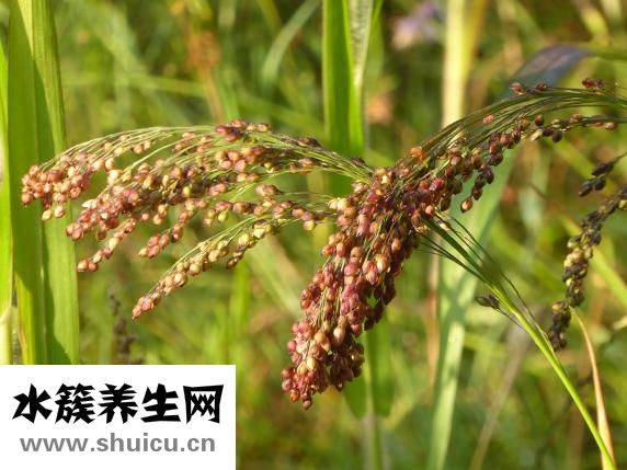 低血糖怎么調(diào)理