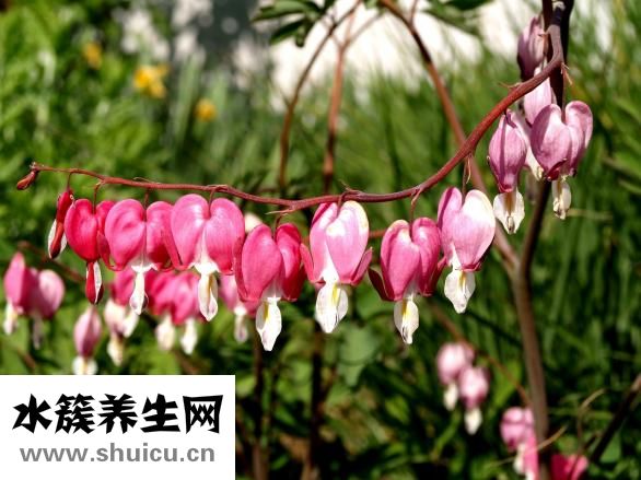 為什么陰道會放屁