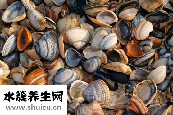 文蛤和花蛤的區別