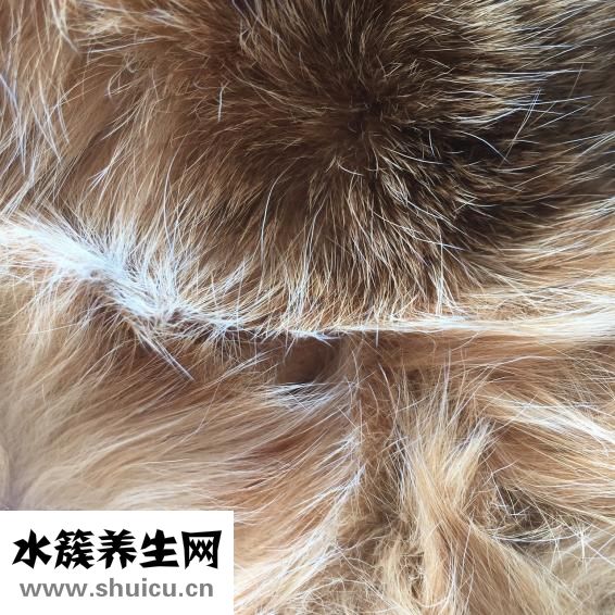 頭發一根多少錢