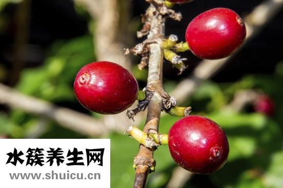 提子含糖量高嗎