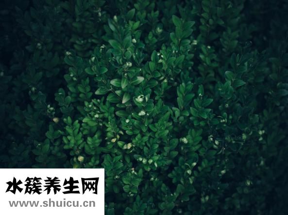 養(yǎng)生菌菇湯的做法