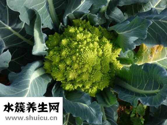 什么食物容易消化