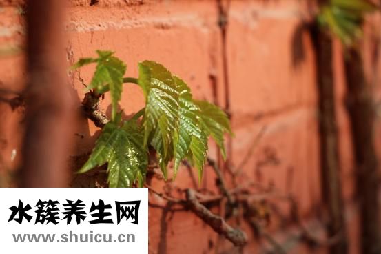 什么叫綠色食品