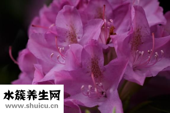 雙歧桿菌三聯活菌散