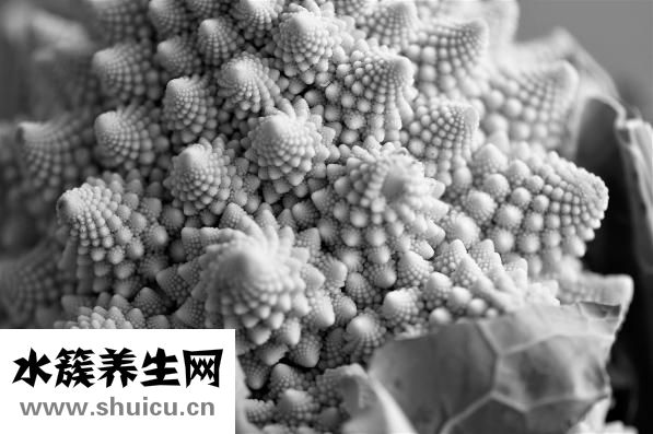 孕婦喝哪種奶粉好