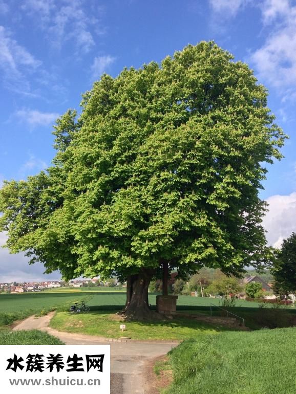 新奧爾良炸雞翅