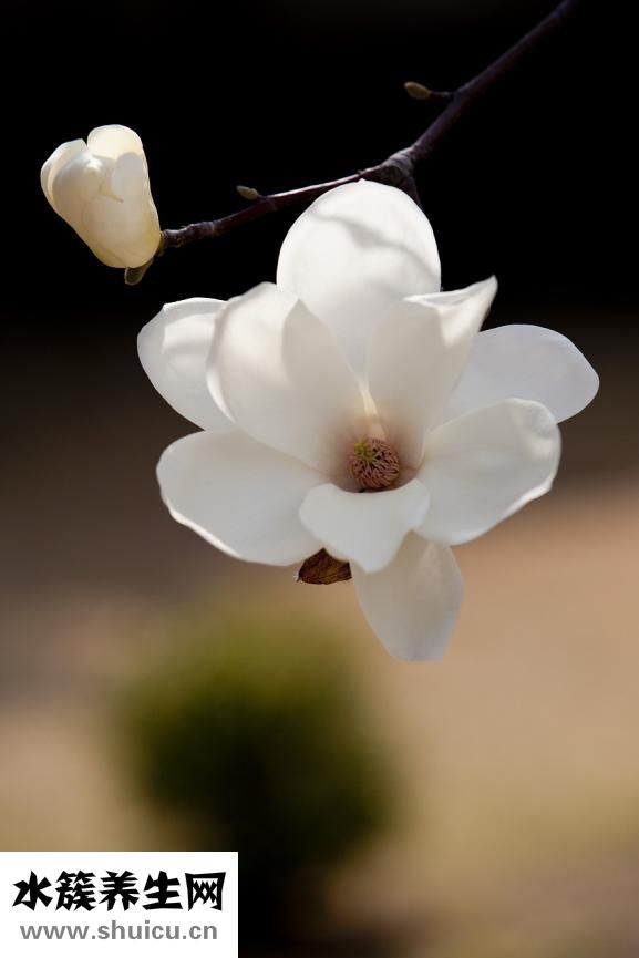 孕婦可以噴香水嗎